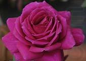 Realistic Purple Rose, unknow artist